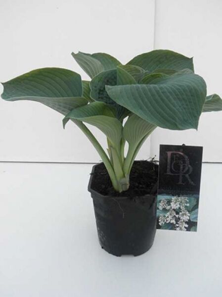 Große Blaublatt-Funkie „Elegans“ (Hosta sieboldiana 'Elegans') im C2-Topf mit blaugrünen, breiten Blättern.