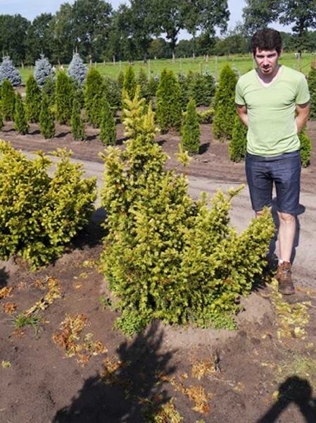 Taxus baccata 'Semperaurea' (Goldene Eibe), gelbgrüner, immergrüner Nadelstrauch im Freiland, 120–140 cm, mit Drahtballen