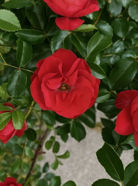 Rosa 'Sorrento ®' / Bodendeckerrose 'Sorrento' mit roten Blüten und dunkelgrünem, glänzendem Laub