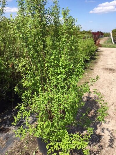 Großblütiger Pfeifenstrauch 'Lemoinei' (Philadelphus 'Lemoinei') 150-175 cm C20, mehrstämmiger Strauch im Container mit grünem Laub.