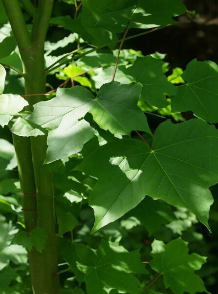 Kalabrischer Ahorn 'Lobelii' (Acer cappadocicum 'Lobelii') mit grünen, gelappten Blättern am Stamm.
