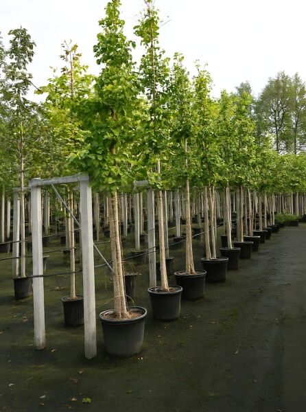 Ginkgo biloba (Ginkgobaum/Fächerblattbaum) Hochstamm 16-18 StU im Container, Baumreihe in schwarzen Töpfen mit Stützpfählen
