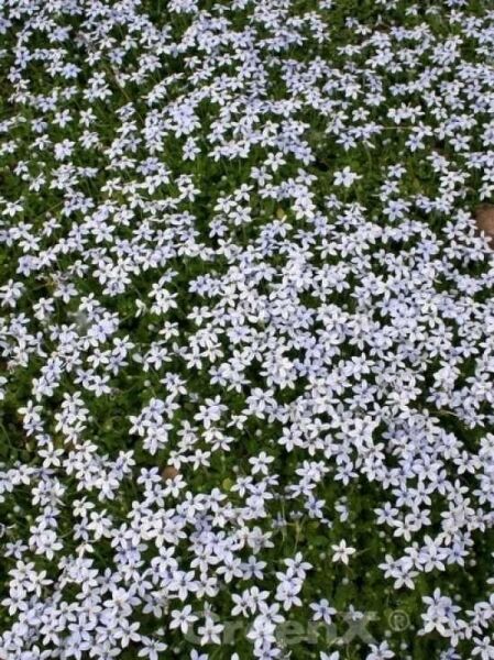 Isotoma fluviatilis / Blauer Bubikopf