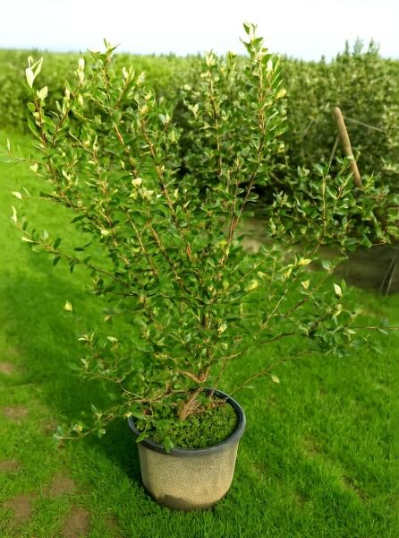 Viburnum burkwoodii (Oster-Schneeball), mehrtriebiger Strauch im Container C20, 125–150 cm, mit grünem Laub