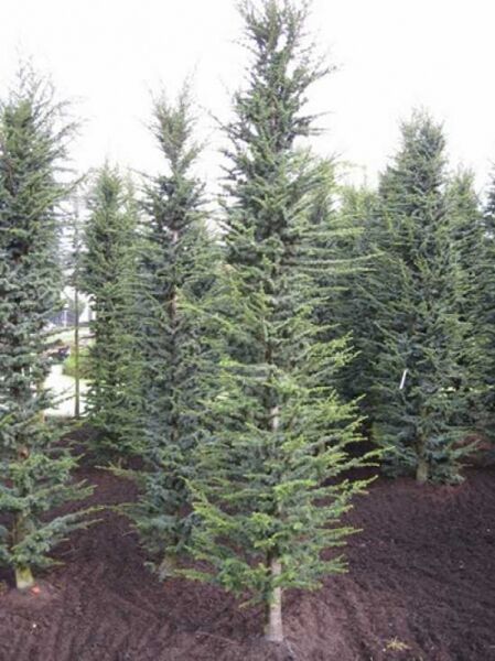 Cedrus libani 'Fastigiata' / Säulen-Libanon-Zeder