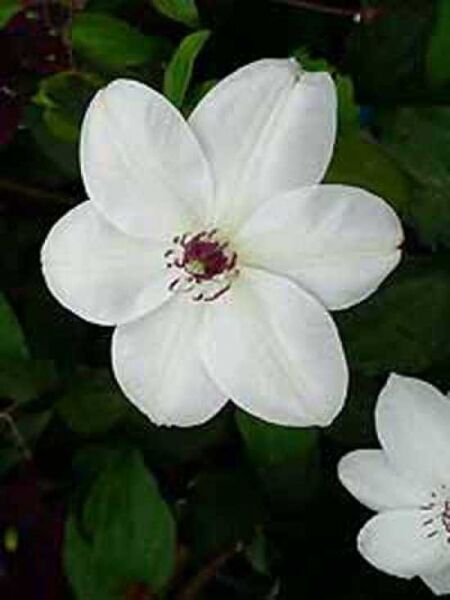 Waldrebe 'Miss Bateman' / Clematis viticella 'Miss Bateman'