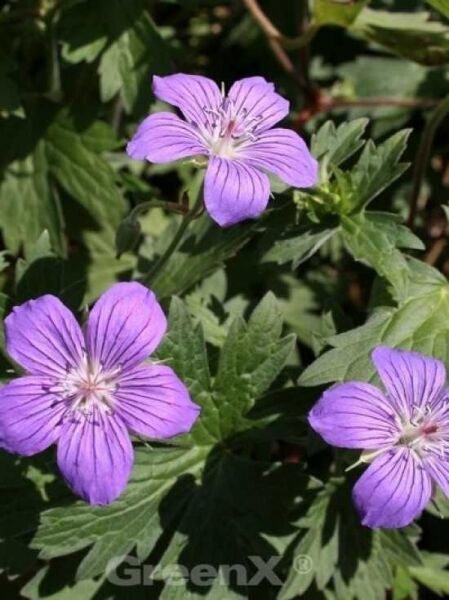 Geranium Dreamland / Storchschnabel
