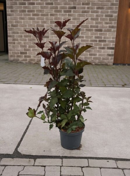 Physocarpus opulifolius 'Andre' / Schneeballblättrige Blasenspiere 'Andre' 80-100 cm C5, Topfpflanze mit dunkelrotem Laub