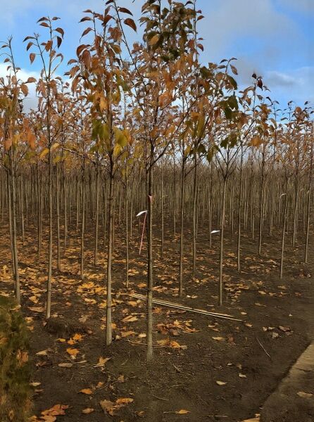 Prunus avium 'Annabella' / Süßkirsche 'Annabella' Hochstamm 14-16 StU, junger Baum mit Stamm und Krone im Feldbestand