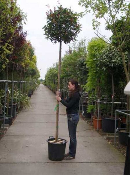 Photinia fraseri 'Red Robin' / Glanzmispel 'Red Robin' Hochstamm im Container mit rundem Kronenaufbau am geraden Stamm.
