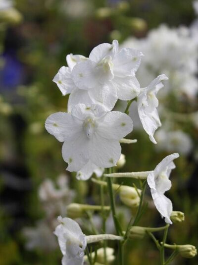 Zwerg-Rittersporn 'Summer Stars' / Delphinium grandiflorum 'Summer Stars'