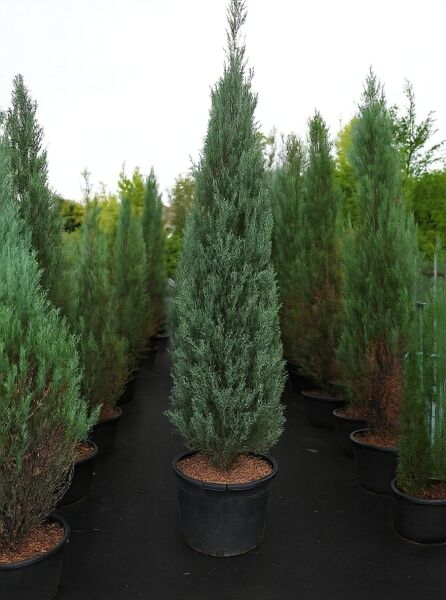 Juniperus scopulorum 'Blue Arrow' / Blauer Raketen-Wacholder, 250-275 cm, C70, schlanker immergrüner Nadelbaum im Container.