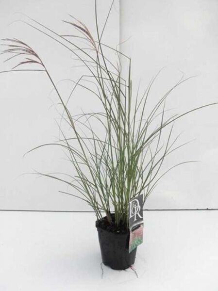 Miscanthus sinensis 'Red Chief' / Chinaschilf 'Red Chief' C2, Gras im Kulturtopf mit schmalen Halmen und rötlichen Blütenrispen.