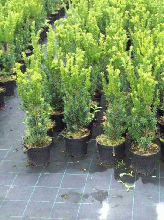 mnnliche Becher-Eibe 'Hillii' - Taxus media 'Hillii' - Baumschule NewGarden