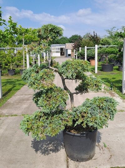 Garten-Bonsai  / Garten-Bonsai 