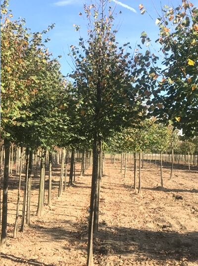 Tilia cordata 'Böhlje' / Winter-Linde 'Böhlje'