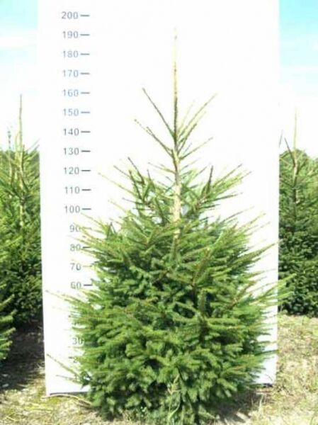 Picea abies (Fichte/Rottanne) 150–175 cm mit Ballen, aufrechter Nadelbaum mit dichtem, pyramidenförmigem Wuchs