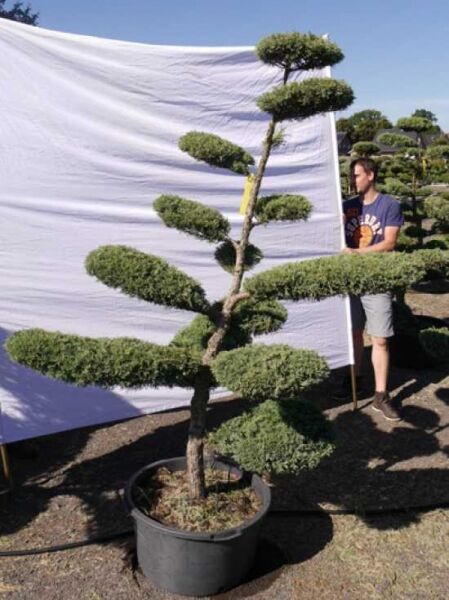 Garten-Bonsai (301505) / Garten-Bonsai (301505)