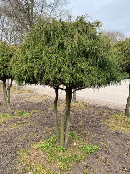 Grüne Fadenzypresse Schirmform (Nr. 1354) / Chamaecyparis pisifera 'Filifera' 200 cm breit x 230 cm hoch 