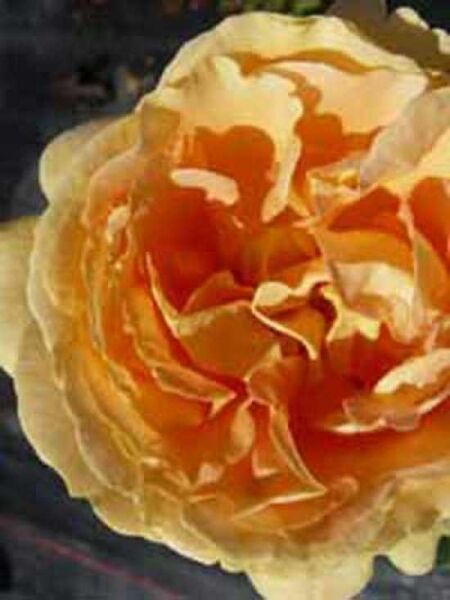 Rosa 'Candlelight ®' / Edelrose 'Candlelight'
