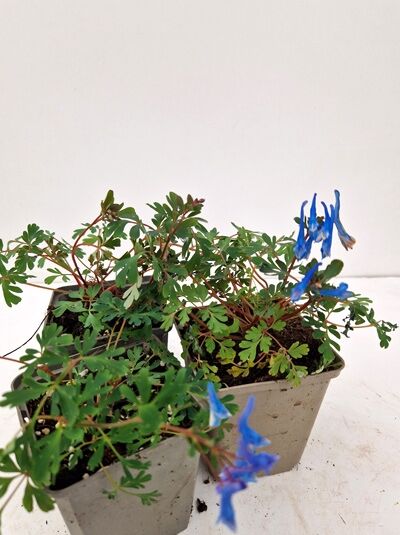 Corydalis curviflora var. rosthornii 'Blue Heron' (Gebogener Lerchensporn) im P9-Topf, grüne Blätter mit blauen Blüten.