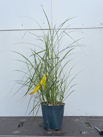 Miscanthus sinensis 'Zebrinus' – Zebra-Chinaschilf 'Zebrinus' C3 im Pflanztopf, horstbildendes Ziergras mit langen, schmalen Halmen