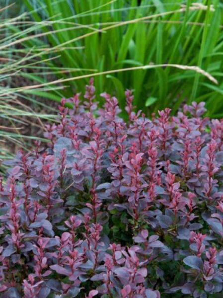 Berberis thunbergii 'Concorde' / Kleine Blut-Berberitze 'Concorde'