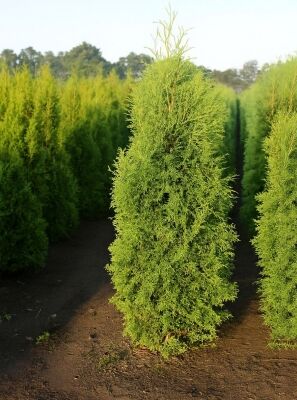 welche erde fr grne zimmerpflanzen Green Home Aroid Erde