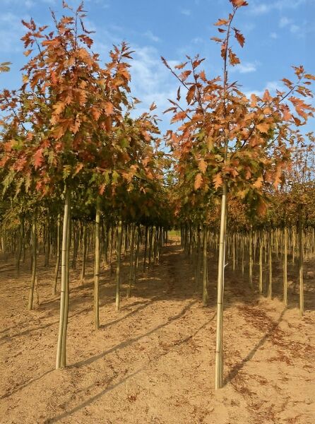 Quercus rubra (Rot-Eiche), Hochstamm 12-14 StU m. Db., Baumreihe mit herbstlich gefärbtem Laub in der Baumschule