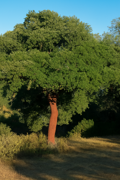 Kork-Eiche / Pantoffelbaum / Quercus suber