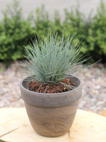 Blau-Schwingel 'Blue Sky' (Festuca glauca 'Blue Sky') als kompakter Horst mit blaugrünen, schmalen Halmen im Topf