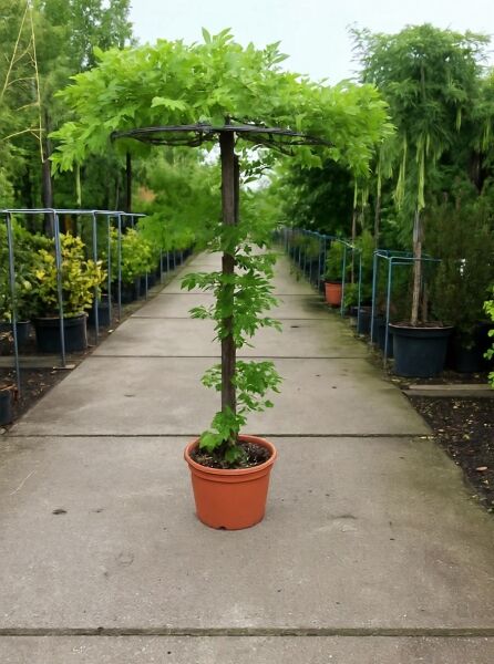 Blauregen Wisteria sinensis 'Prolific' als Dachspalier, Stamm 180 cm, im Topf (Solitär)