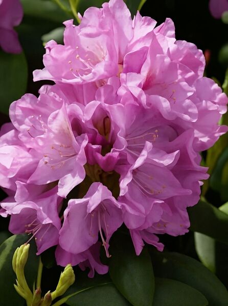 Rhododendron Hybride 'Roseum Elegans' (Rhododendron 'Roseum Elegans') mit rosafarbenen Blüten und Knospen, Nahaufnahme