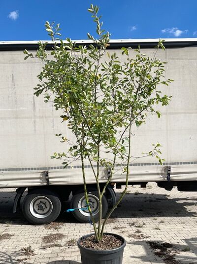 Kupfer-Felsenbirne 250 - 275 cm Schirmform - Amelanchier lamarckii (1577305)