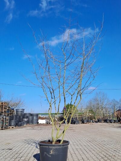 Eisenholzbaum / Parrotie 300 - 325 cm / Parrotia persica mehrstämmige Schirmform' (876113)