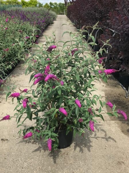 Buddleja davidii 'Miss Ruby' / Sommerflieder 'Miss Ruby' 80-100 cm C20 im Topf mit grünen Blättern und pinken Blütenrispen