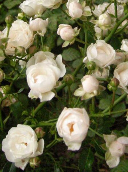 Bodendeckerrose'Crystal Fairy' / Rosa 'Crystal Fairy ®'