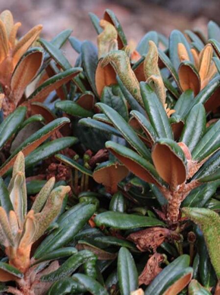 Rhododendron proteoides 'Web's Bee' / Rhododendron 'Web's Bee'