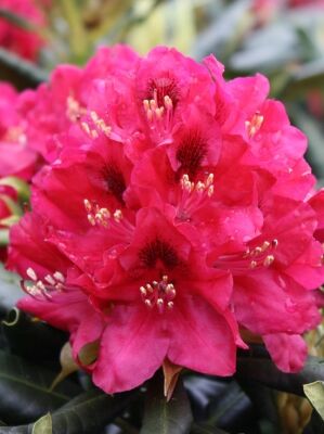 dark pink rhododendron Rhododendron Perfecto Mundo® Double Dark Pink Azalea main image 1