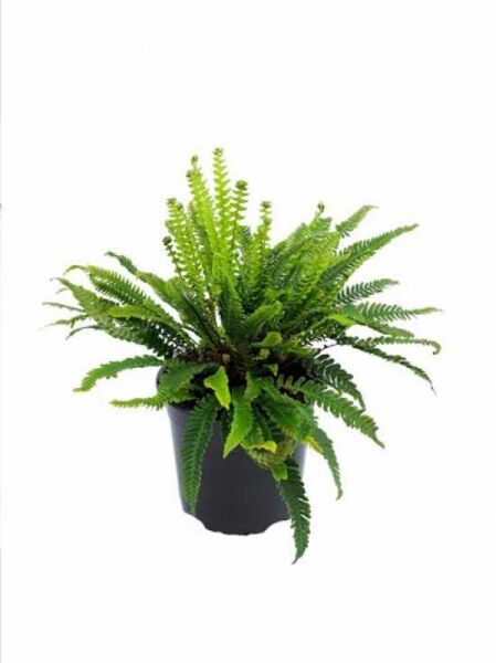 Gewöhnlicher Rippenfarn (Blechnum spicant) C2 im Pflanztopf, grüner Farn mit aufrechtem Wuchs und gefiederten Wedeln.