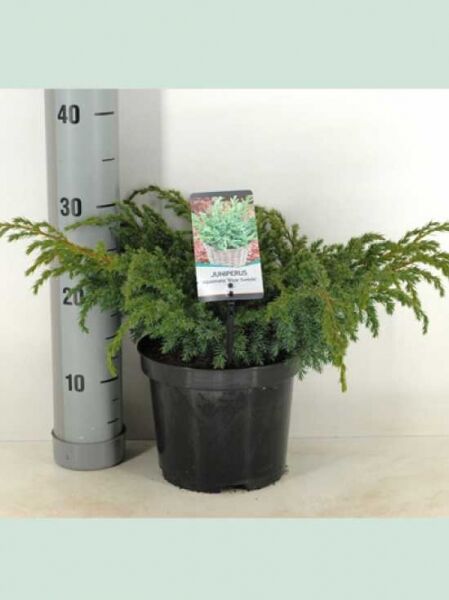 Juniperus squamata 'Blue Swede' / Zwerg-Wacholder 'Blue Swede', 30–40 cm breit, im C3-Topf, mit blaugrünem Nadellaub