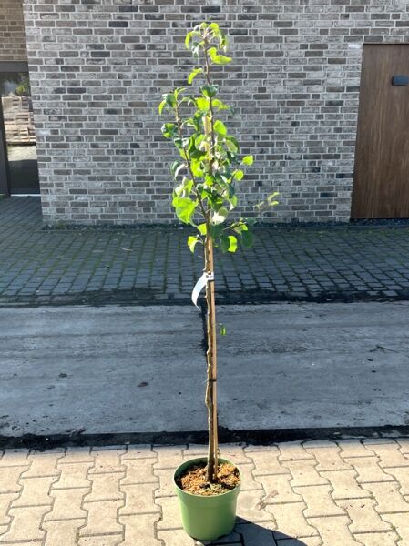 Birne Pyrus communis 'Gute Luise' Halbstamm C7 im Topf, schlanker Stamm mit angebundenem Leittrieb und grünem Laub.