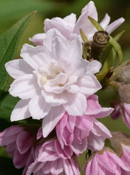 Maiblumenstrauch Deutzia hybrida „Pink Pom-Pom“ mit gefüllten, rosa-weißen Blüten in Nahaufnahme am Zweig