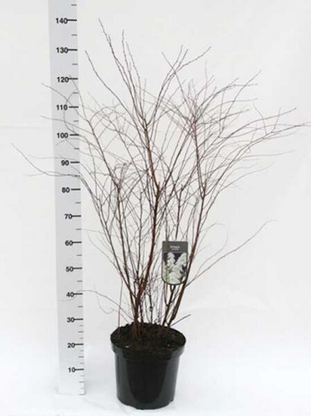 Weiße Rispen-Spiere 'Grefsheim' / Weiße Rispen-Spiere 'Grefsheim'