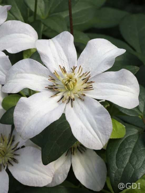 Waldrebe 'Huldine' / Clematis viticella 'Huldine' kaufen