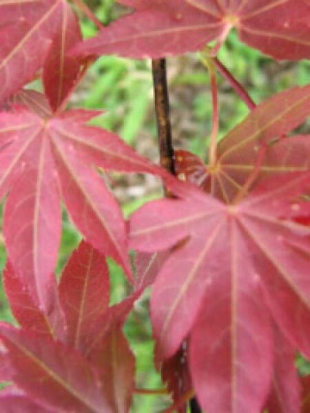 Acer palmatum 'Yezo-nishiki' / Japanischer Fächerahorn 'Yezo-nishiki'