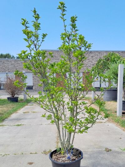 Rote Tulpenmagnolie 'Susan' - Magnolia liliiflora 'Susan' (876052)