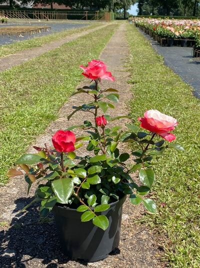 Englische Rose 'Nostalgie' (Rosa 'Nostalgie') im Topf, rosarote Blüten und grünes Laub, A-Qualität C5