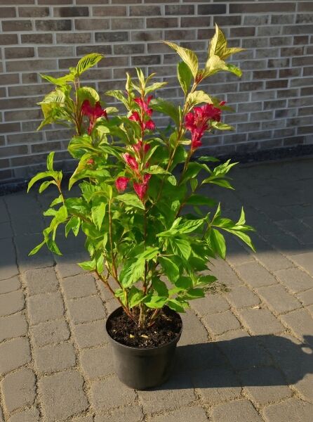 Weigelie (Weigela) 'Bristol Ruby' 80-100 cm C5, Strauch im Topf mit grünem Laub und roten Blüten