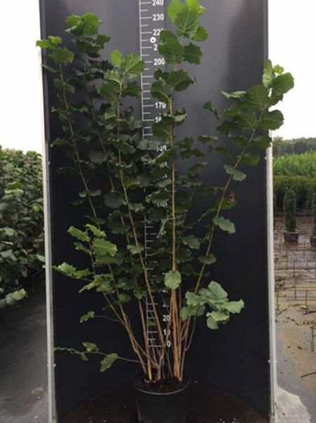 Corylus avellana (Gewöhnliche Hasel/Haselnuss) 175-200 cm C20, mehrtriebiger Strauch im Container mit grünem Laub.